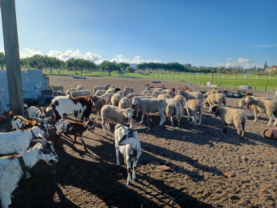 Estrume de Ovelha & Cabra