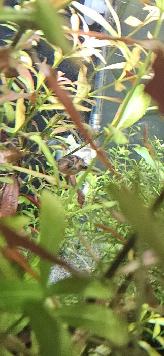 Oddam samiczkę kolcobrzucha karłowatego