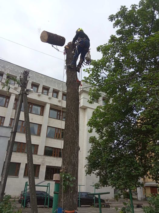 Спиляємо проблемні дерева,спил дерев,послуги лісоруба,спиляти дерево