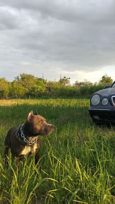 Американський піт-бультерєр стафф пітбуль шукає наречену в'язка Ковель