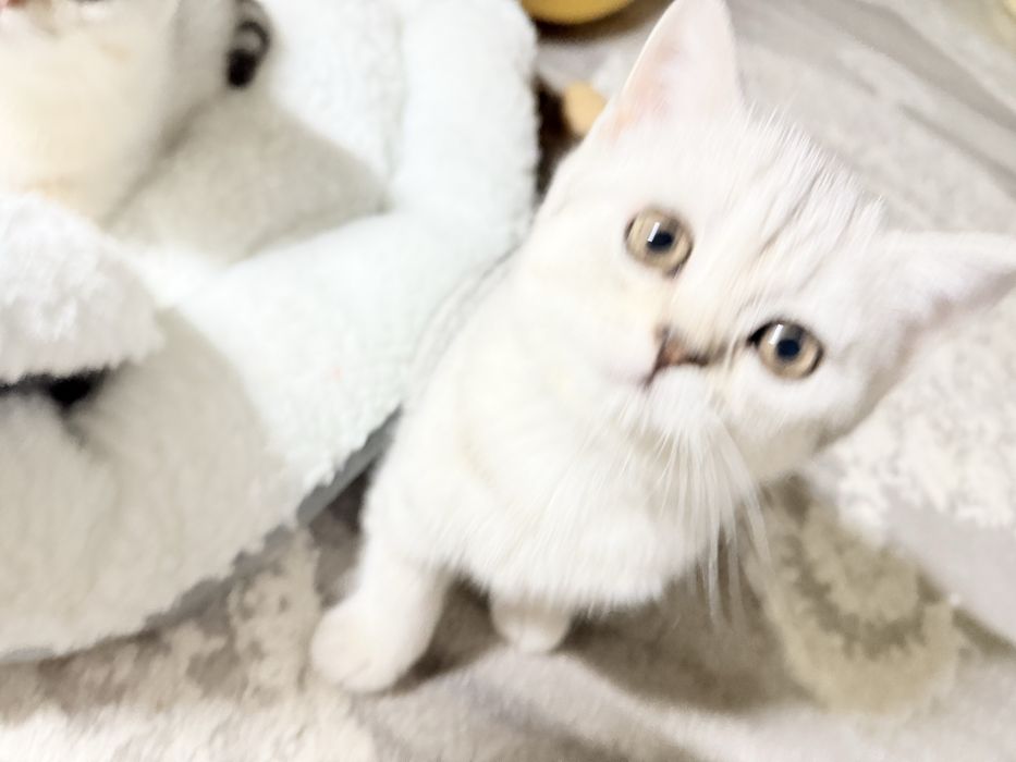 Без кота і життя не те! Мілота!!!