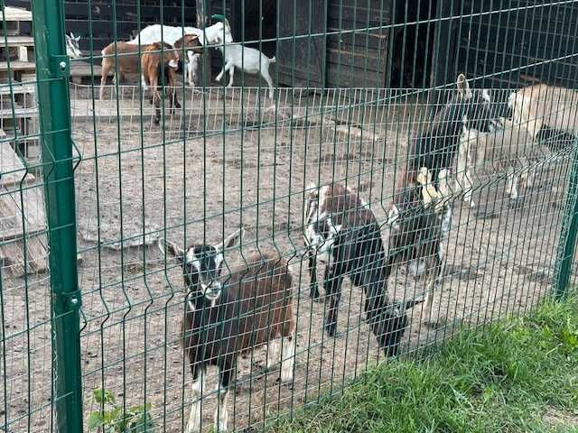 Камерунские, Тюренские,  молочные козы.