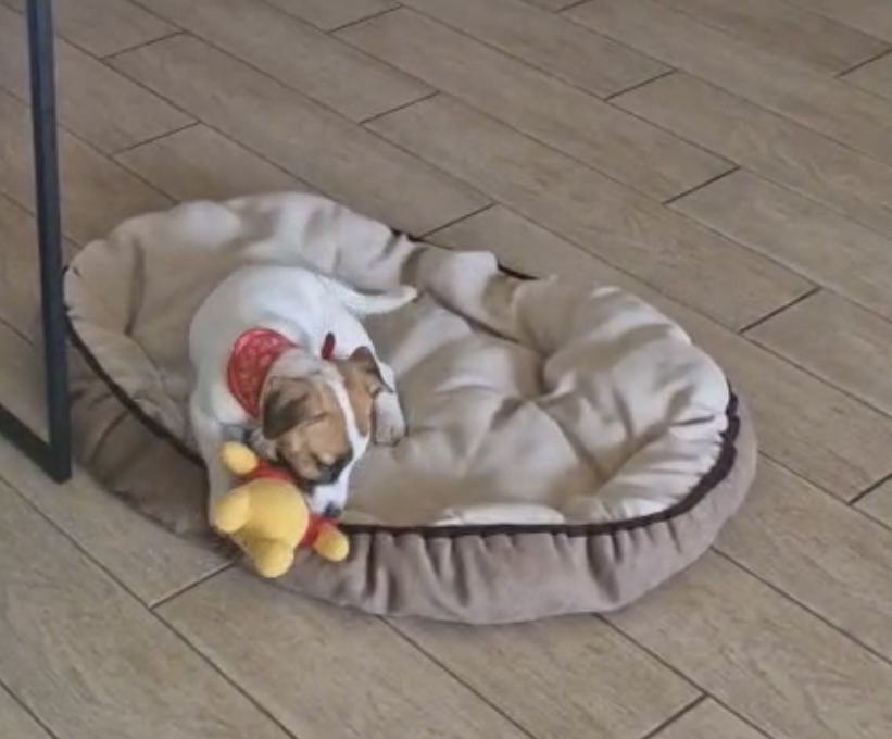 Чудові малята, джеки