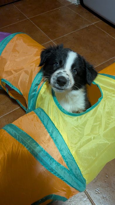 Border Collie com Pedigree