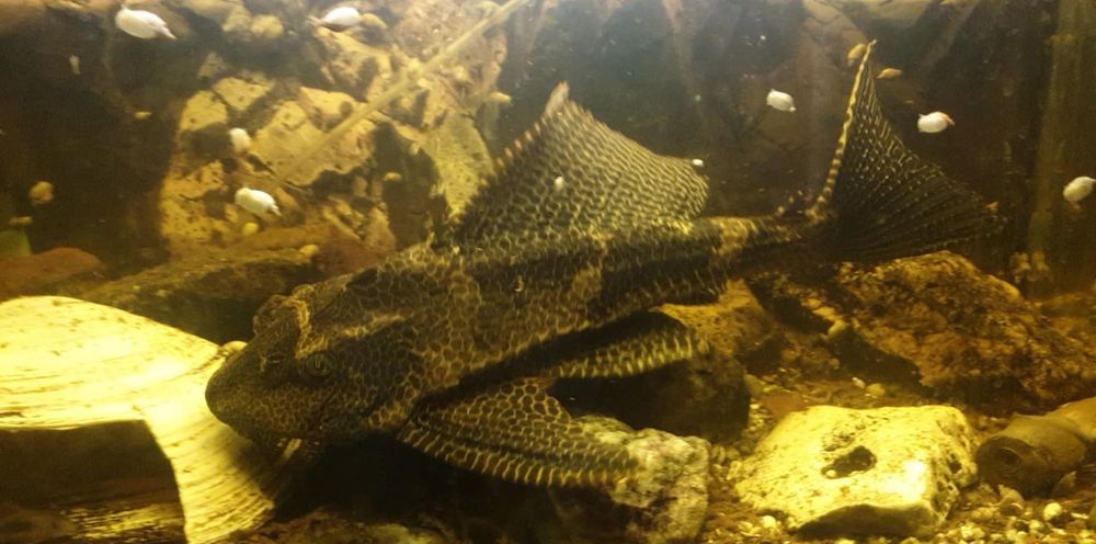 Ryba, zbrojnik Lamparci, gibiceps