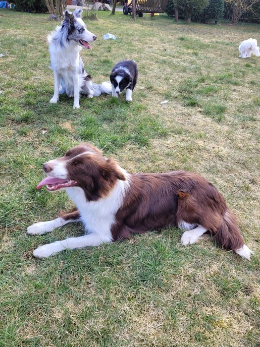 Border Collie Czekoladowo Biała dziewczynka