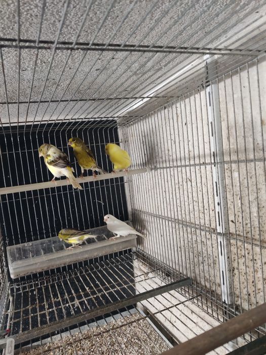 Canários timbrado espanhol