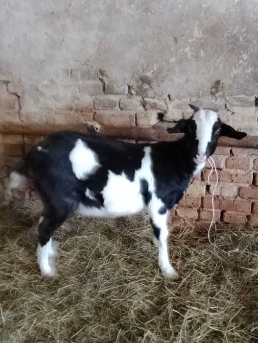 Продам козу , високо удойну