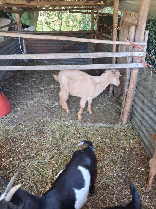 Cabrito raça grande