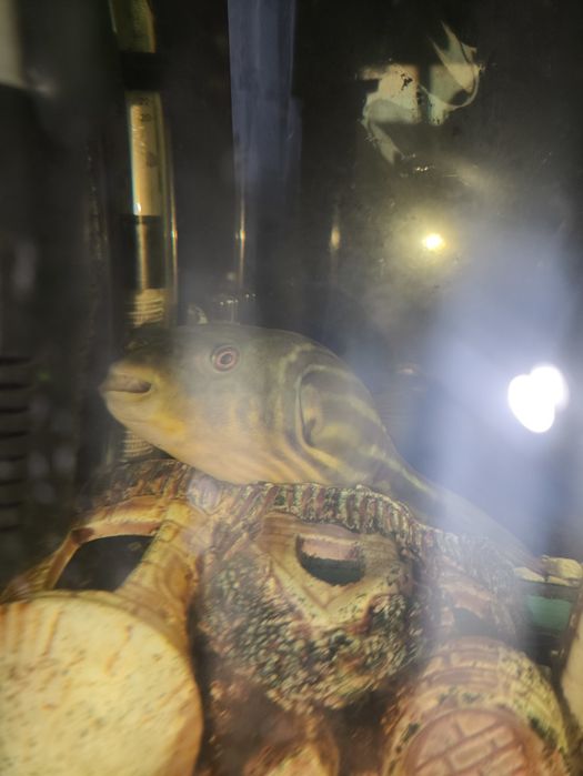 Тетрадонт фахака 18+