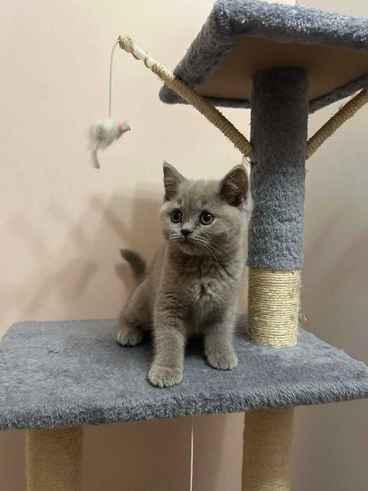 Kot Brytyjski - kotka