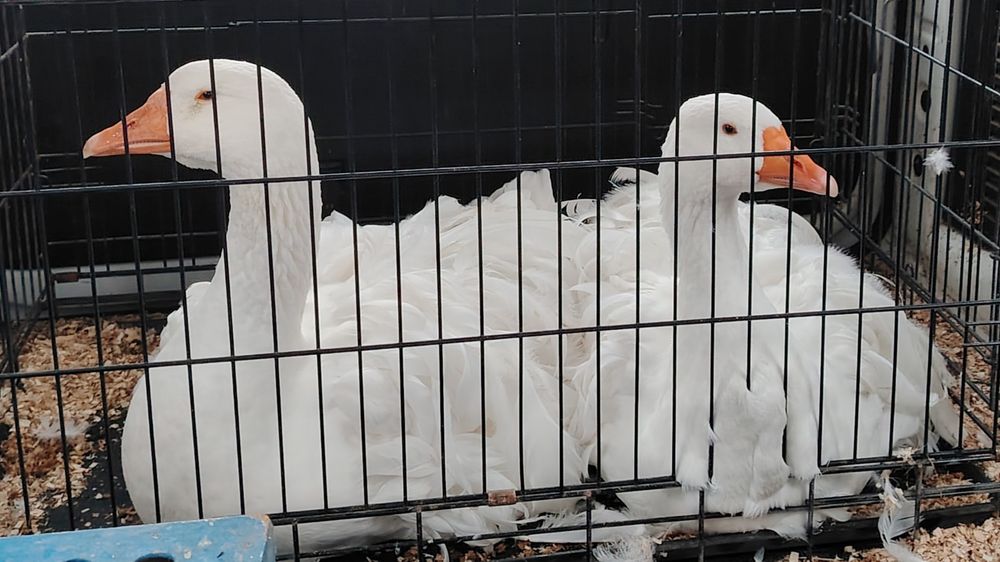 Gąsior lokowany sewastopolski