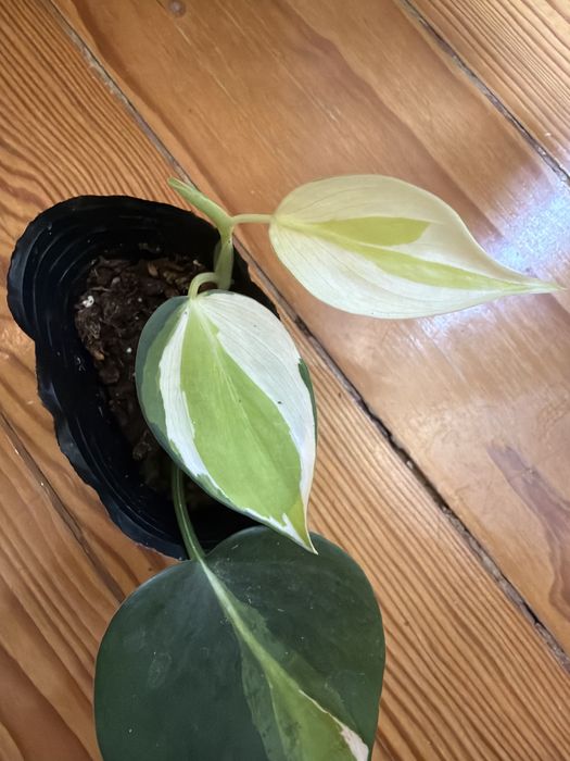 Philodendron Cream Splash