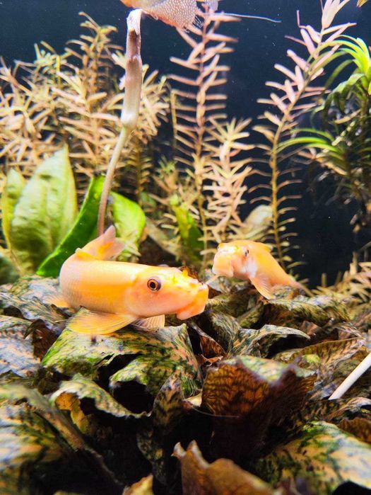 Продам аквариум 250л, травник, полный комплект