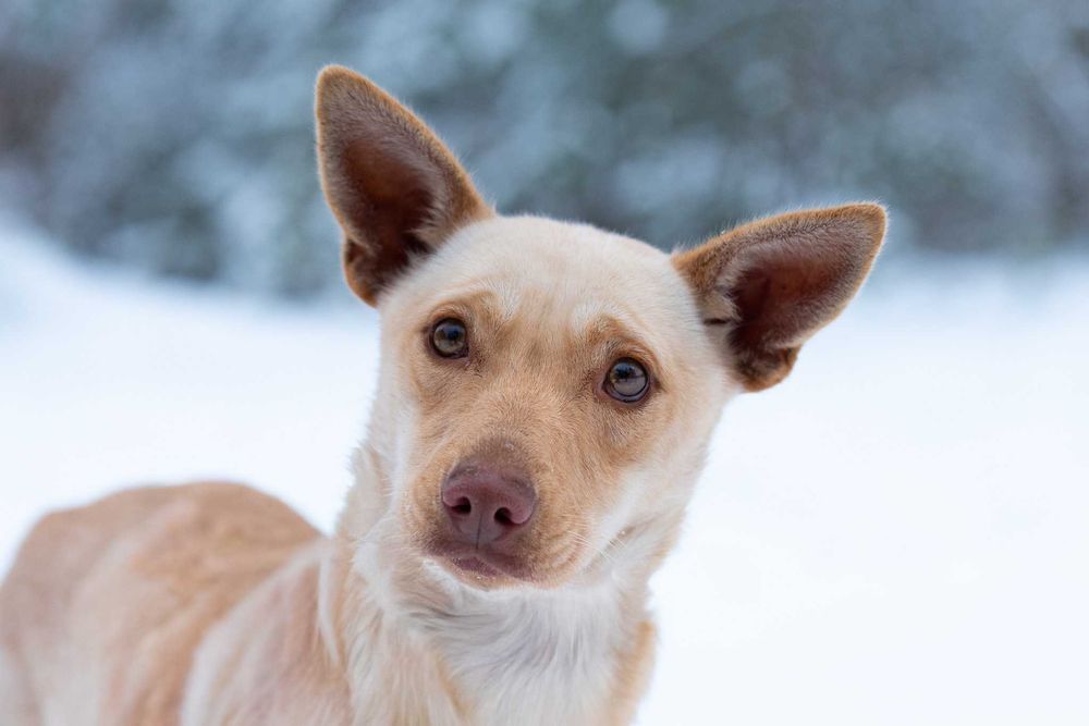 AMICA - delikatna, dla doświadczonych osób