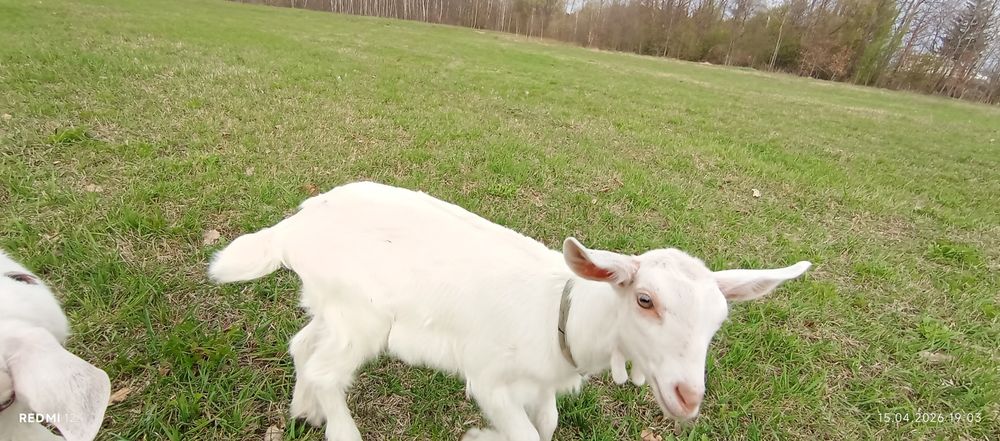 Продам 3 козки 1 козлик