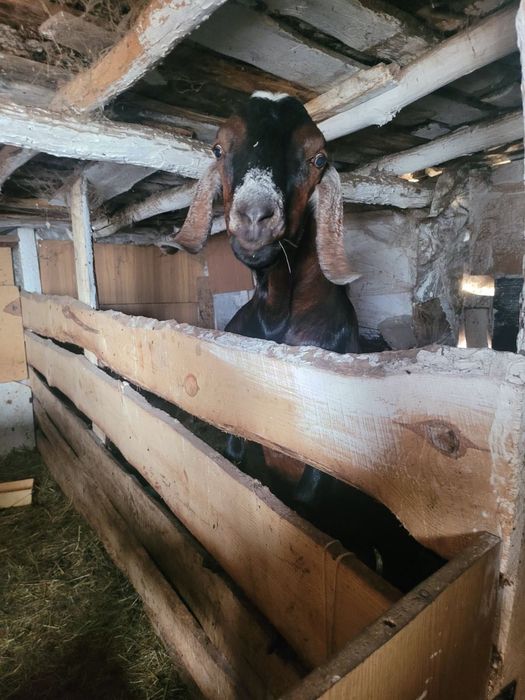 Продам стадо дойных коз