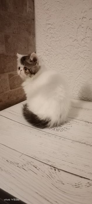 Котик екзотичний короткошерсний