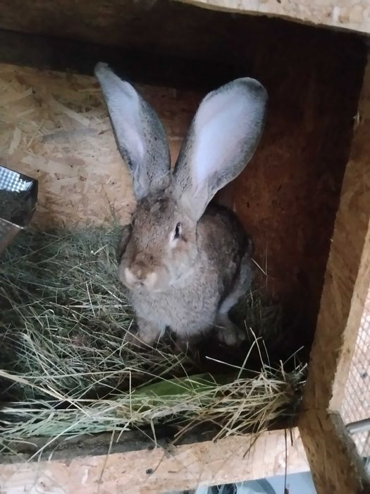 Olbrzym belgijski samica 7miesiecy 6.5kg