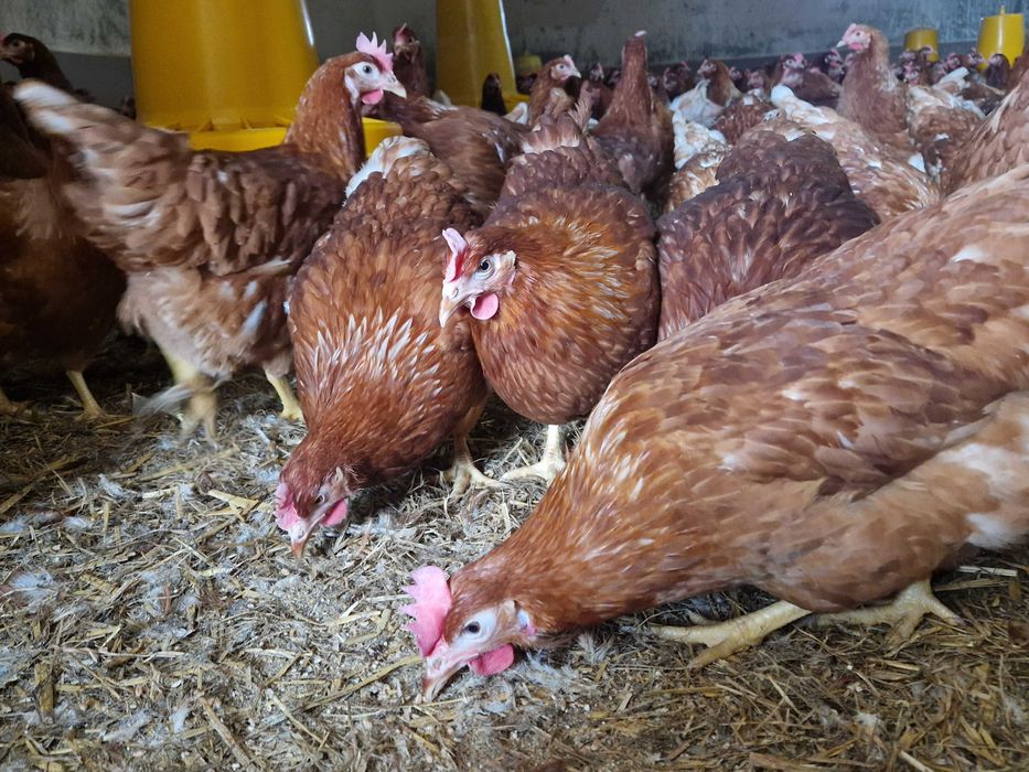 Kurki kokoszki nioski Tetra brązowa odchowana możliwy dowóz