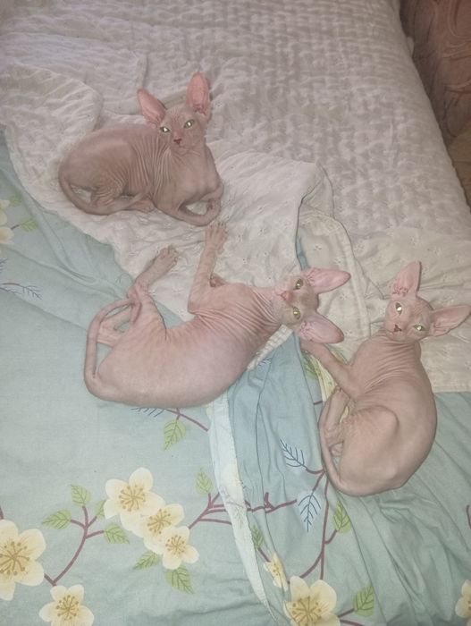 Котята донского сфинкса