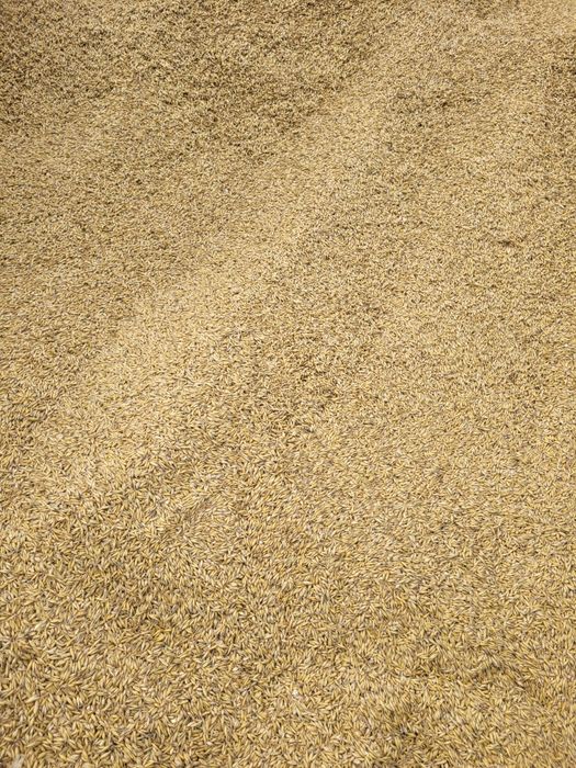 Sprzedam mieszankę zbożową