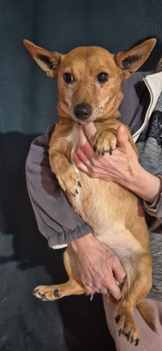 0 mały piesek około 5 lat