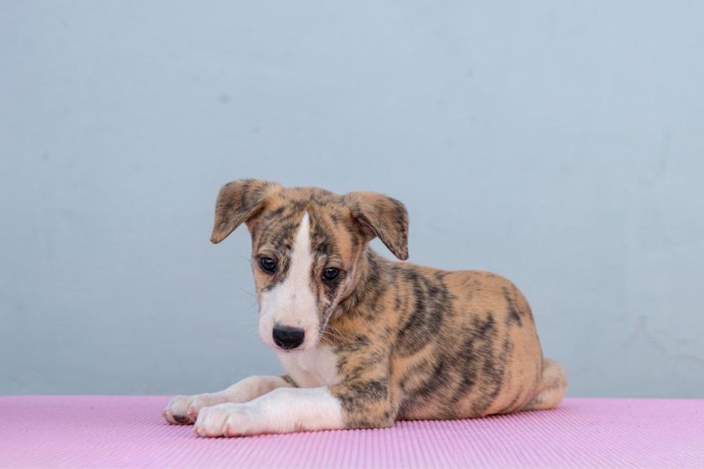 Whippet szczeniak ZKwP/FCI