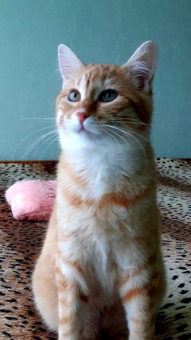 Отдам в хорошие руки кошечку Ханни