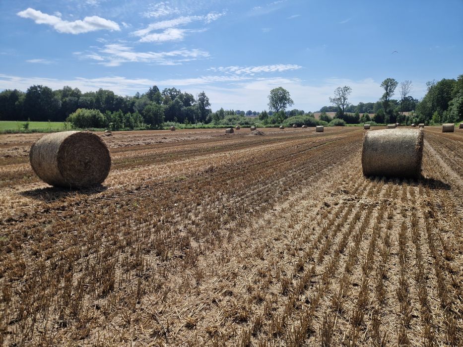 Słoma bele  130 TRANSPORT GRATIS