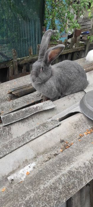 Продаються кролики