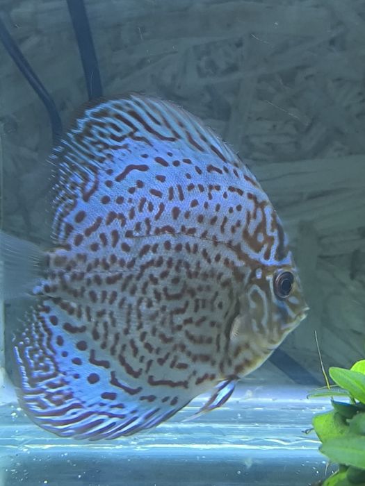 Discu leopardo torqueise