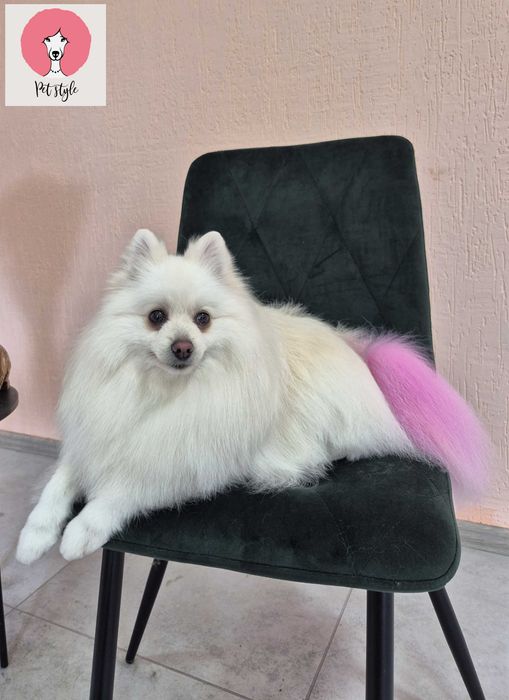 Cтрижка собак та котів (Грумінг)