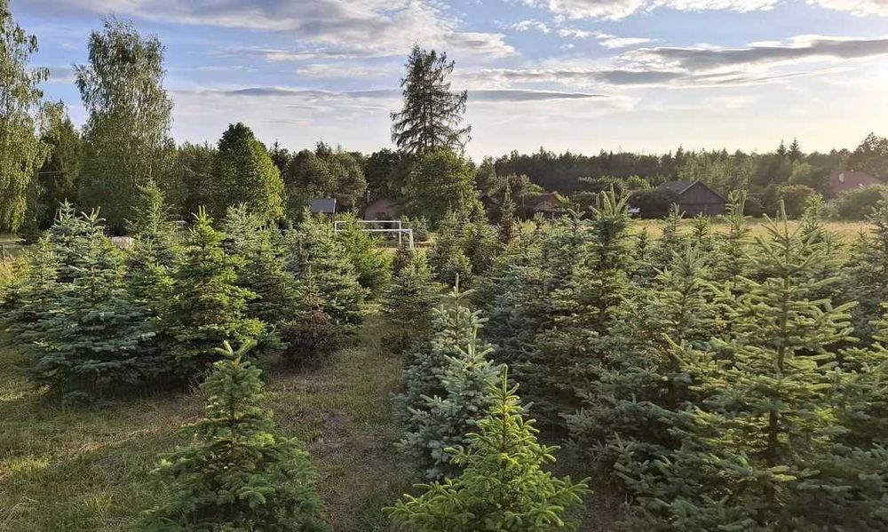 Plantacja choinkowa