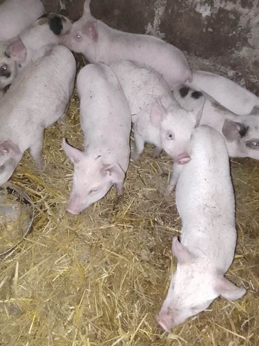 Продам поросята!