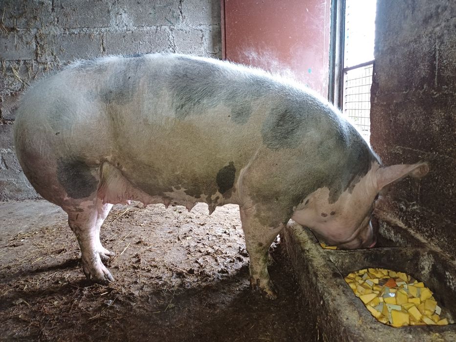 Porca pietran caseira