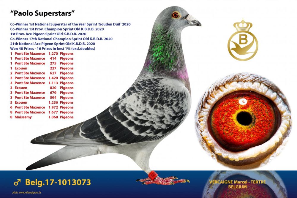 Gołąb młody 100% Marcel Vercaigne