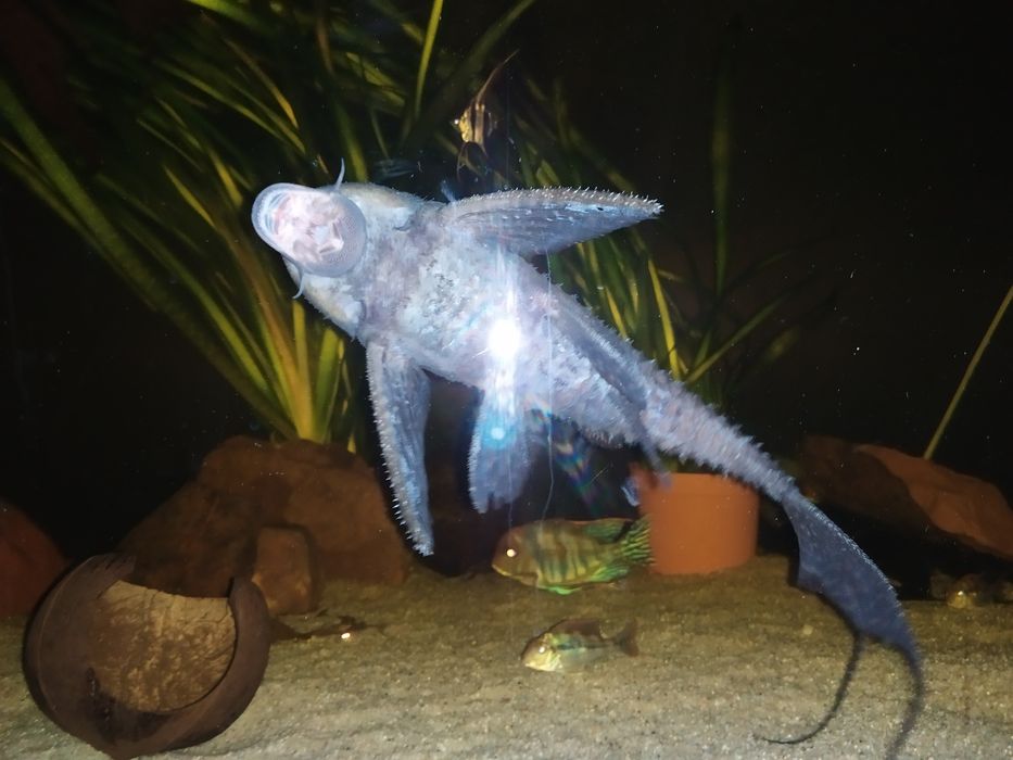 Adonis L155 Zbrojnik