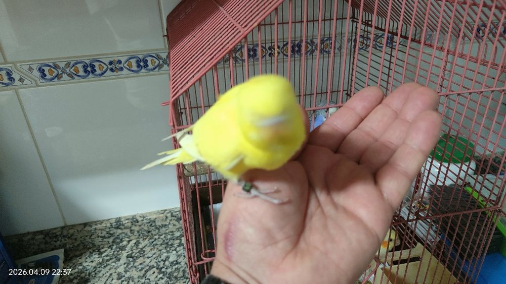 Periquitos domésticados