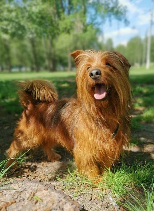 Alfik czeka na dom...