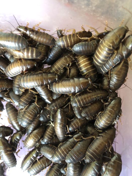 Тараканы мраморные кормовые