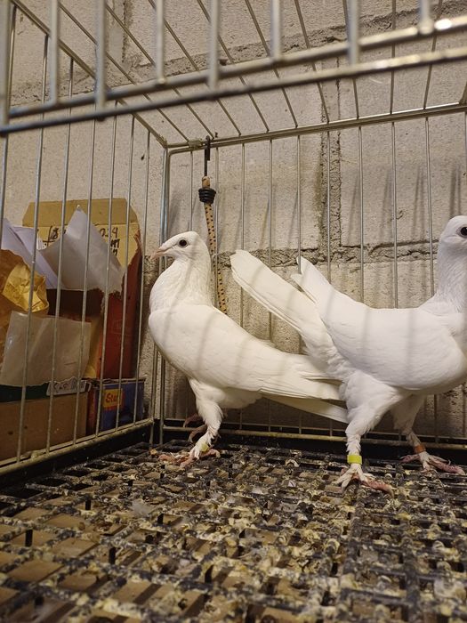 Bociany łomżyńskie