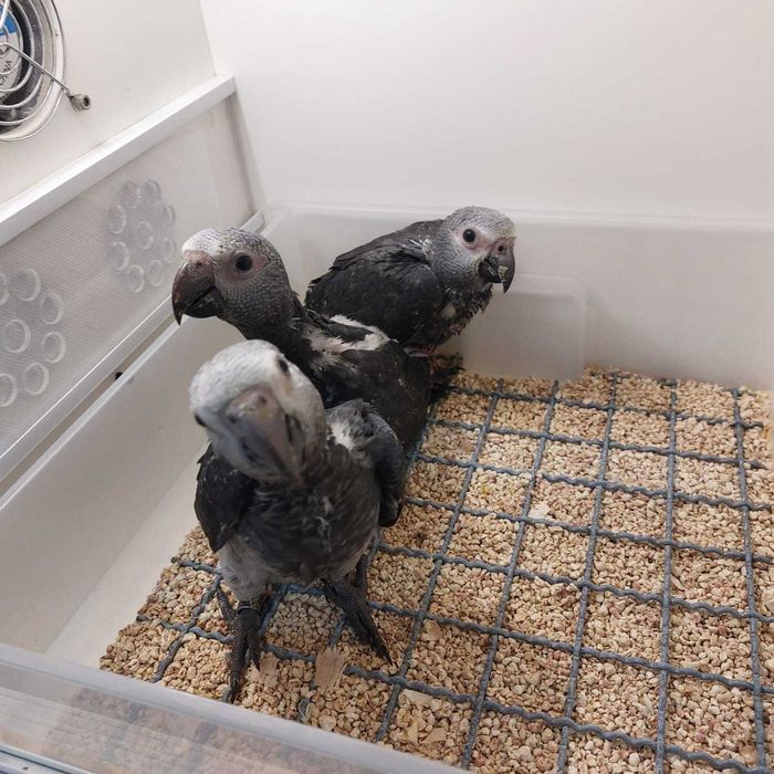 Papagaios Cinzentos Timenh
