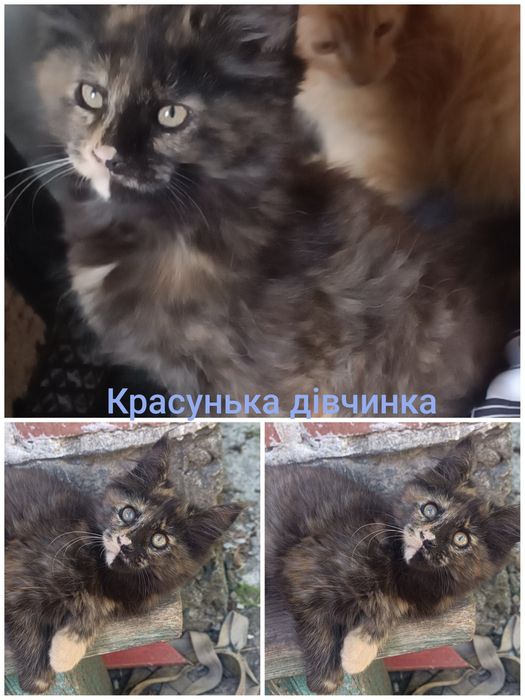 Котенята Мейн-Кун,літня ціна