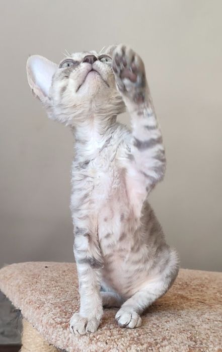 милі і ніжні дівчатка Devon-Rex