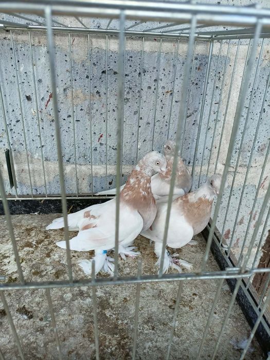 Gołębie sprzedam całości