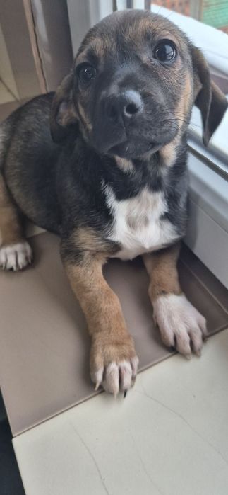 Szczeniaki około 3 miesiące