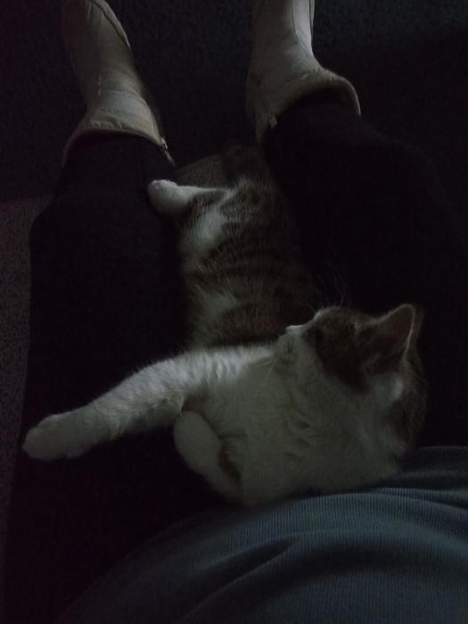 Безкоштовно киця в добрі руки