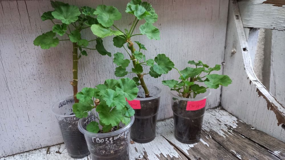 Пеларгония. Продам саженцы. Цена 60  гр.