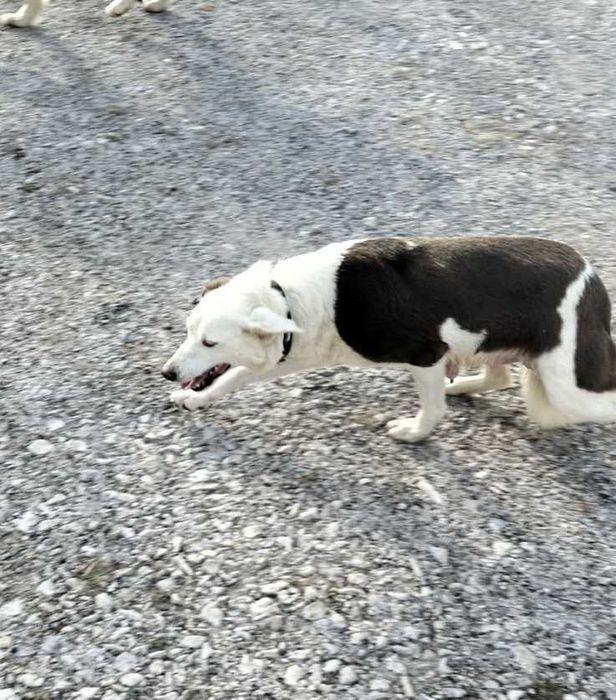 Menino Border collie tricolor